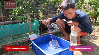 Pemindahan Anakan Guppy Umur 1 Minggu Part 2 RT.05/02