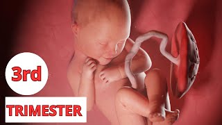 Pregnancy: Third trimester👶28 To 41 week👶What To Expect | 3D Animated Pregnancy.