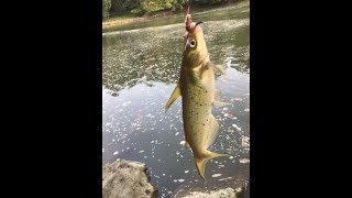 Fall River Fishing from the Bank