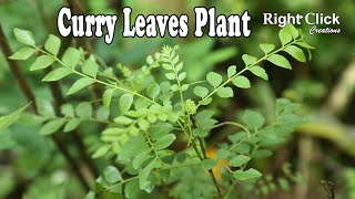 Curry leaves Plant | Curry Leaf | Karibevu | Kari Patta | Karuvepillai | Karivepaku | Kariveppila