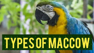 types of macaw | macqw| big birds