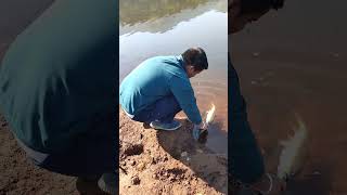 Redfin Masheer Catch & Release In Dam