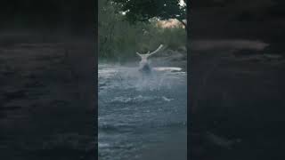 DOG CHASING THE BALL IN THE RIVER #shortfeed #shortvideo #shorts