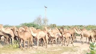 Thirsty Camels Drinking Water After a Long Desert Journey | Thirsty Camels Drink Water |Wild Animals