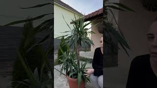 Yucca planta care îți aduce vara pe tot parcursul anului #garden #plants