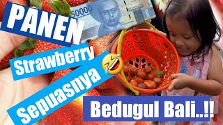 INI DIA WISATA PETIK STRAWBERRY Bedugul BALI..!! part 1