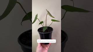 Adorable Anthurium Pterodactyl