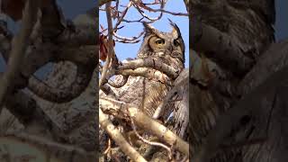 Great Horned Owl Family - Spring Has Sprung!