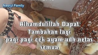 Alhamdulillah dapat tambahan, pagi pagi cek ayam udah netas semua.. #akhirpekan #nasrulfamily