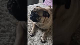 В поиске 🤣❤️ #мопсики#собака#pug#прикольныесобаки#юмор#мопс#прикол#