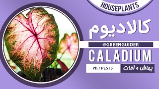 📢 آفات رایج گیاهان آپارتمانی [ کالادیوم ] 🌳 نکات #باغبانی و #کشاورزی