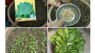 how to grow paalak /spinach | पालक को बीज से कैसे उगाये | how to grow paalak in pot ,with harvesting