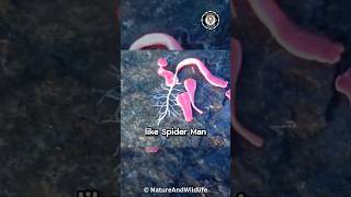 WORM that´s able to shoot WEBS like Spider-Man!🤯🐛 Ribbon Worm  #shorts #animal #animals #ribbonworm