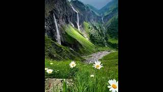 Switzerland alpine wildflower daisyLuateossapn. #wildlife  #travel #landscape #wanderlust #place