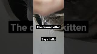 The drawer kitten 🤣😁