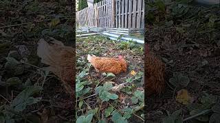 A little #dirt #nap for our #chicken named Leader.