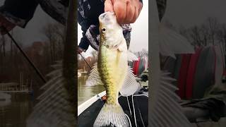 Fall Crappie! #fishing #fish #viralshorts