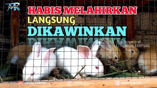 🔴 USIA KELINCI KAWIN SETELAH MELAHIRKAN & USIA KELINCI DISAPIH #kelinci #trending #subscribe