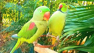 Talking Ringneck Parrot Feeding Alexandrine Parrot