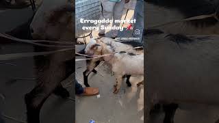 Erragadda market Videos