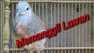 Suara Pikat Perkutut Memanggil Lawan bagus buat pancingan yg susah bunyi