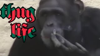 Thug Life Videos Dahora | Especial 1000 inscritos