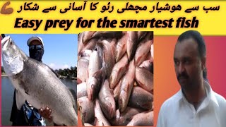 Easy prey for smart fish /رئو کا آسانی سے شکار