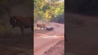 Tigers fighting in jungle