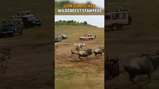 Lion Jumps Into Wildebeest Stampede