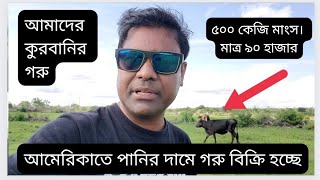 আমেরিকাতে কোরবানির গরু। পানির দামে বিক্রি হচ্ছে।