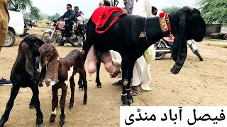 Faisalabad bakra mandi new updates beetal milking goats [haider tv vlog]