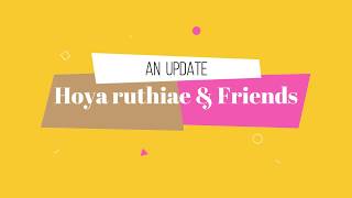 Hoya ruthiae and Friends An Update