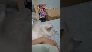 car scratching #catsoftiktok   #cat  #funny  #funnyvideo  #cat  #catshorts  #viralvideo  #video