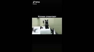 Котики Отжигают!!!! 😜😜😜😜😜😜😜