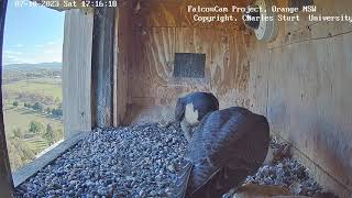 FalconCam 2023 10 07 Xavier feeds nestlings