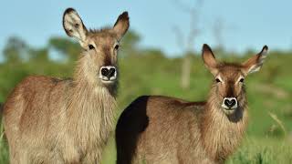 Kruger National Park - December 2019