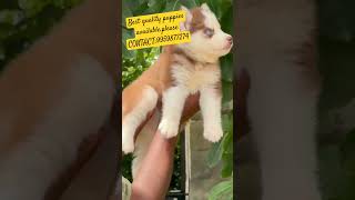 Best quality puppies available.please CONTACT:9959877274,delivery available #puppiesforsale #puppies