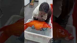 WoW, Super Huge Koi Fish Package! #koifish #fishdiary #fishlover #shorts