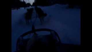 Sled dogs in Kittilä (Finland)