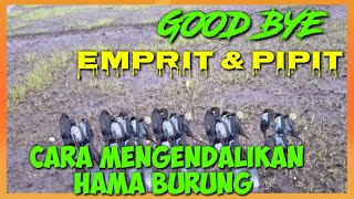 CARA MEMBASMI HAMA BURUNG PIPIT DISAWAH||HOW TO GET RID OF FIRST FLOWERS IN THE FIELD