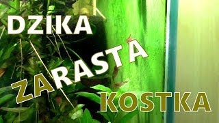 Dzika kostka 30l - zaRasta