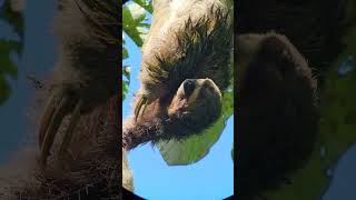 Captain Itchy Scratchy #funny #nature #cute #costarica #sloth