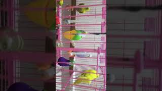 Love birds sounds | budgie playing in toys #shorts  #youtubeshorts #ytshorts Pradeep technews