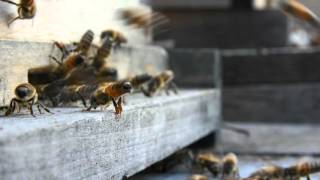 Honey Bees Fanning Scent at the Hive Entrance