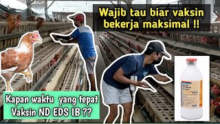 Vaksin ND EDS IB Ayam Petelur - mencegah eeg drop sindrom