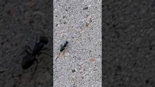 carpenter ant #bug #nature #carpenterants #ants