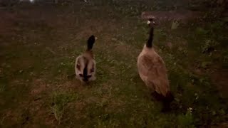 Garbanzo Beans Befriends The Canada Goose