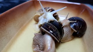 Ốc sên có giá trị và tiềm năng rất lớn | Snails have great value and function