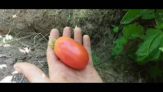 First Ripe Tomato of the Year: It Tasted Delicious