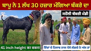 41 inch height के बकरे का 1 लाख 30 हज़ार ਮੁੱਲ ਮੰਗਿਆਂ ਬਾਪੂ ਨੇ || ਸਹੌਲੀ ਬੱਕਰੀ ਮੰਡੀ